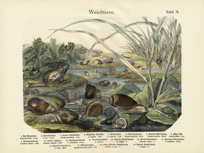 Moluscos, c.1860 de German School